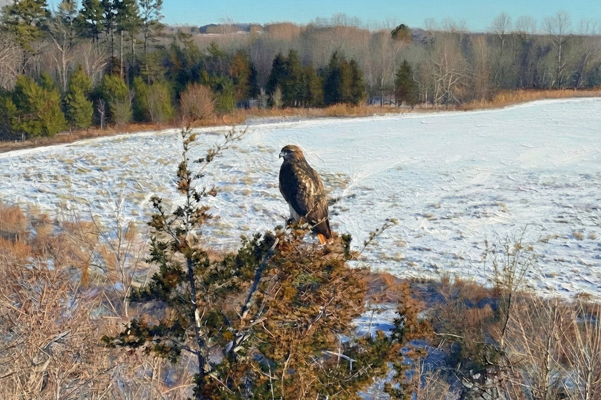 Winter Sentinel